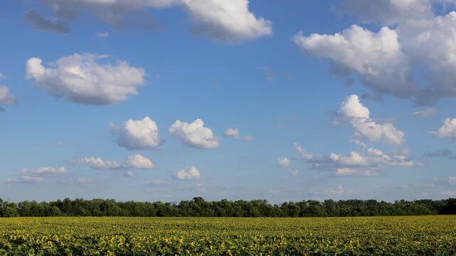 A green field under a soft sky with scattered clouds and a dense line of trees in the background add depth to this serene agricultural landscape. A field of yellow rapeseed.