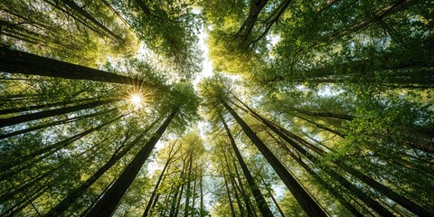 Sunlit forest with dense tree crowns natural canopy, suitable for environmental conservation awareness