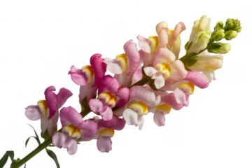 Pink, yellow, and white snapdragons pink flowers yellow flowers isolated on a transparent background
