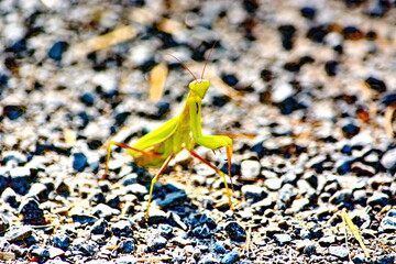 Praying mantis on gravel walkway in Ontario, Canada