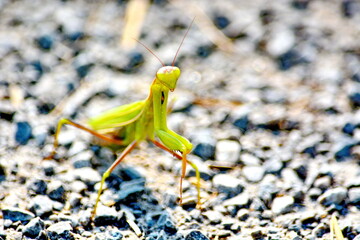 Praying mantis on gravel walkway in Ontario, Canada