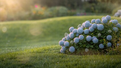 Close-up of hortensia blossoms in a park, botanical detail for garden design, seasonal bloom