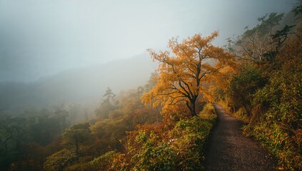 Naklejka premium Autumn scene on Taiwan Beech National Trail with fog and rain at Taipingshan Forest Park, highlighting seasonal change