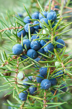 Juniperus communis Detail Frucht