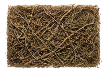 Fibrous root mat featuring intertwined, sturdy strands.