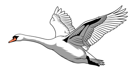 Fototapeta premium White swan in flight with wings spread white background