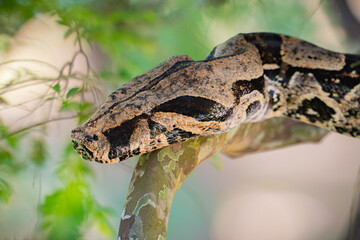 Boa constrictor