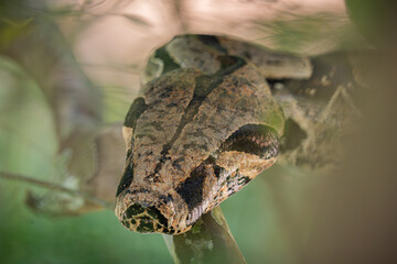 Boa constrictor