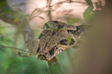 Boa constrictor