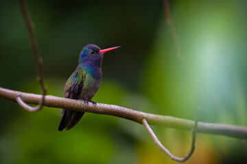 White-chinned Sapphire
