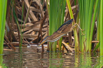 Least Bittern
