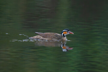Sungrebe