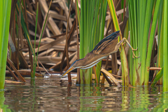 Least Bittern
