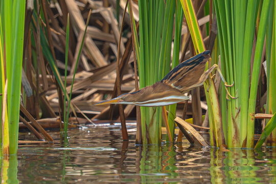 Least Bittern
