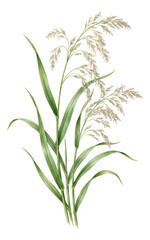 Fototapeta premium Broad-leaved reed canary grass with loose, drooping flower clusters.
