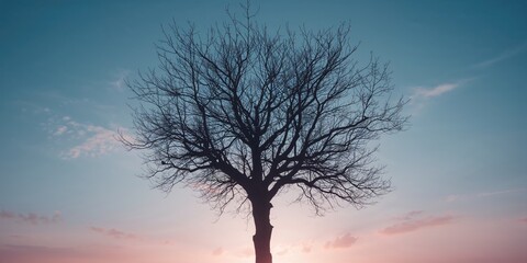 Tree shadow at dawn, suitable for seasonal or nature-themed editorial headers