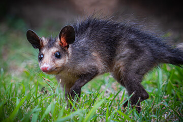 Big-eared opossum
