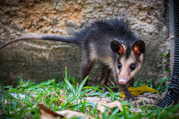 Big-eared opossum
