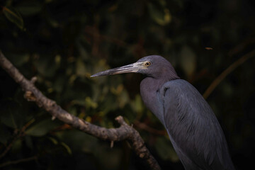 Little Blue Heron
