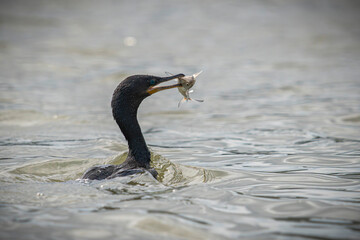 Neotropic Cormorant

