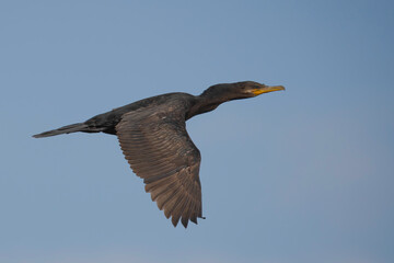 Neotropic Cormorant
