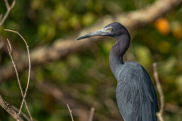 Little Blue Heron
