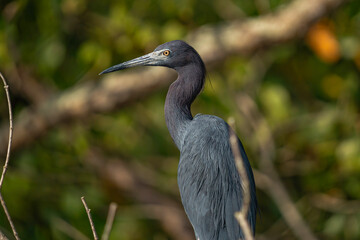Little Blue Heron
