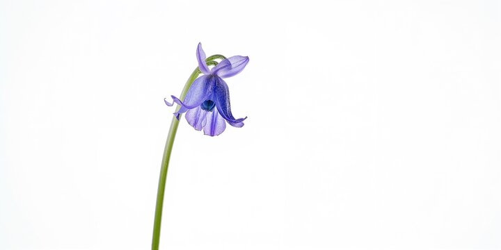 Bluebell flower isolated on white surface suitable for floral design backgrounds, Earth Day