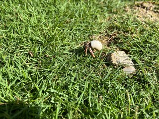 Close-up of a small hermit crab crawling across vibrant green grass in a sunny beach garden