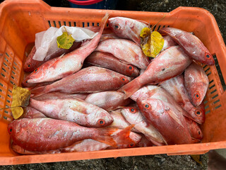 Freshly Caught Red Snapper Fish in Orange Plastic Crate