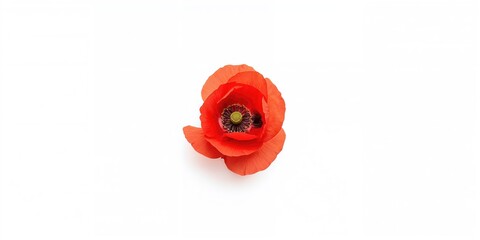Single poppy flower top view, isolated on white backdrop, ideal for botanical illustration