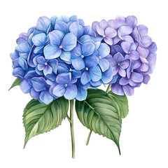 Blue and purple hydrangea flowers, 2D watercolor, isolated on a transparent background.