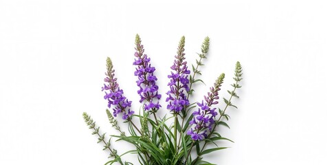 Obraz premium Salvia farinacea flowers blooming alongside green leaves, suitable for garden display, World Plant Day