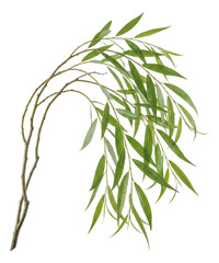 Obraz premium Willow branch featuring slender twigs and long, narrow leaves.