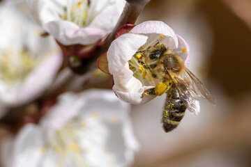 Nektarliebe an der Apfelbl&uuml;te