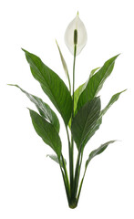 Tall peace lily featuring a pointed white spathe and slender green spadix.
