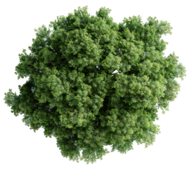 A top view of a tree canopy with dense and irregular foliage. It can be used in various design projects needing natural elements