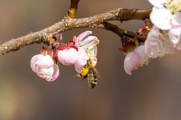 Nektarliebe an der Apfelbl&uuml;te