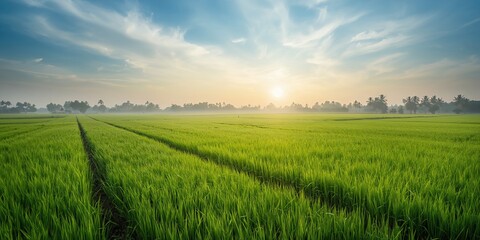 Fototapeta premium Morning sunlight illuminates rice paddies in a rural village, seasonal agricultural activity