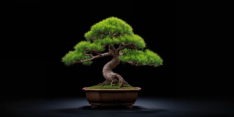 Miniature bonsai tree in a ceramic container, highlighting plant care and maintenance practices