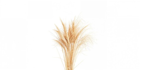 Obraz premium White background with dried grass prepared for layout or graphic design, Earth Day