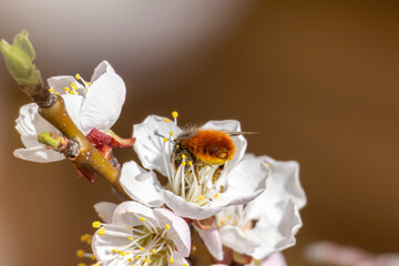 Nektarliebe an der Apfelbl&uuml;te