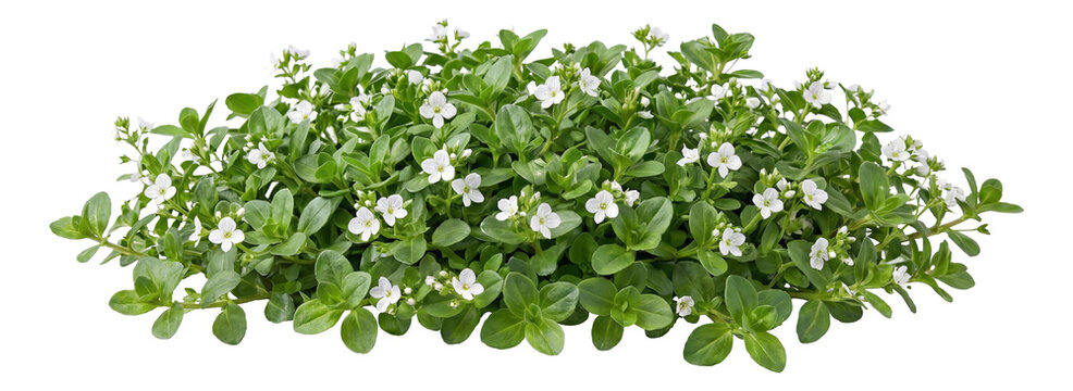 Compact mat of low-growing creeping Veronica with small oval leaves and white blooms.