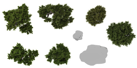 Collection of Juniperus tree on transparent background from the top view
