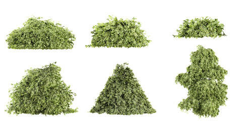 Collection of Filifera tree on transparent background