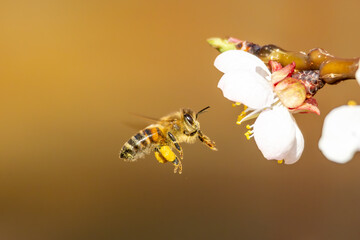 Nektarliebe an der Apfelbl&uuml;te