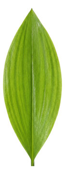 Broad, lanceolate leaf of lily of the valley featuring parallel veins.