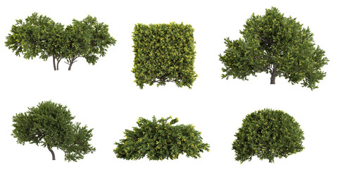 set of Juniperus tree on transparent background