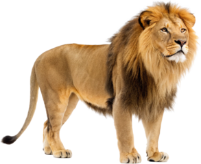 A majestic, adult male lion with a thick, flowing mane of tawny and dark brown fur stands powerfully in a side profile view, exhibiting a focused gaze and, isolated on transparent background.
