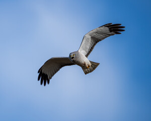 Fototapeta premium Northern Harrier (Circus hudsonius) hunting over a grassland.